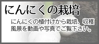 にんにくの栽培 にんにくの植付けから栽培、収穫風景を動画や写真でご覧下さい。